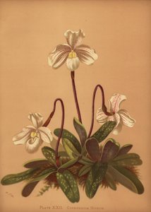 兜兰（Cypripedium niveum）（Cypripedium niveum） 作者 不明